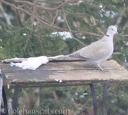 Native Ringneck Dove - © Colehauscats.com