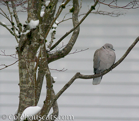 Ringneck Dove - © Colehauscats.com