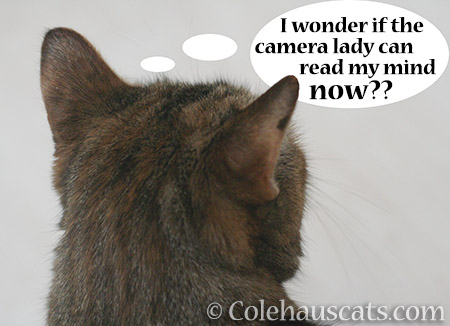 Pretty Ruby Roo wonders - © Colehauscats.com