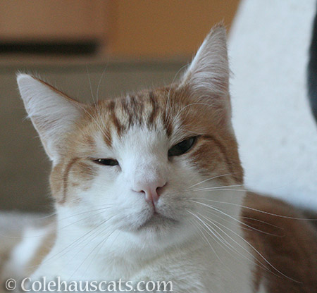 Smug Quint is smug - © Colehauscats.com