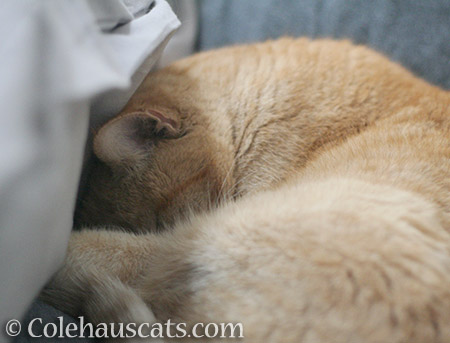 One of Sunny's best napping spots - © Colehauscats.com