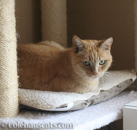 Another of Sunny's favorite napping spots - © Colehauscats.com