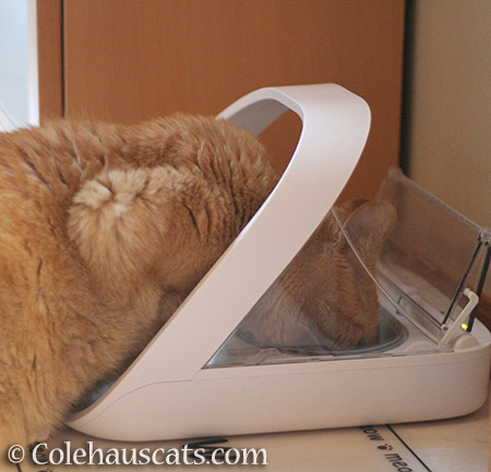 Sunny's SureFlap feeder - © Colehauscats.com