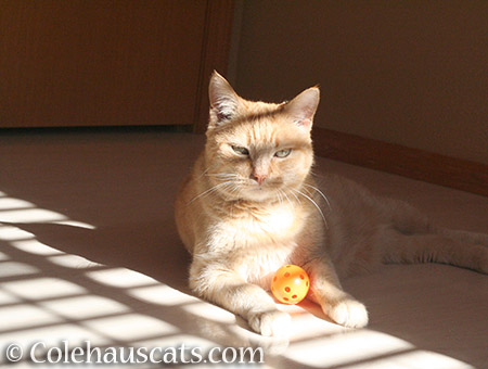 Sunny and her orange orb - © Colehauscats.com