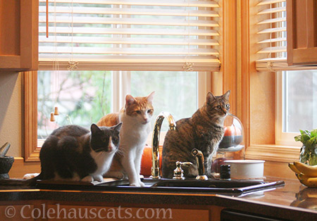 On the counter much? - © Colehauscats.com