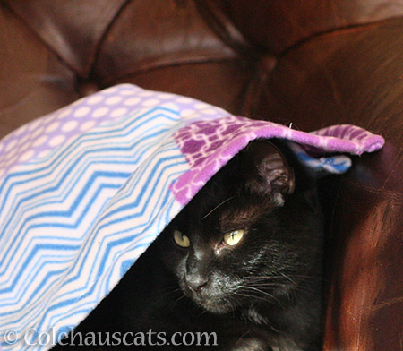 Olivia is toasty - © Colehauscats.com