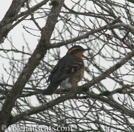 Varied Thrush - © Colehauscats.com