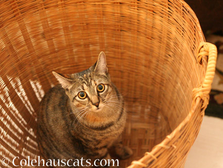At the bottom of a basket - © Colehauscats.com
