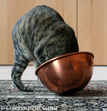 To the bottom of a copper bowl - © Colehauscats.com