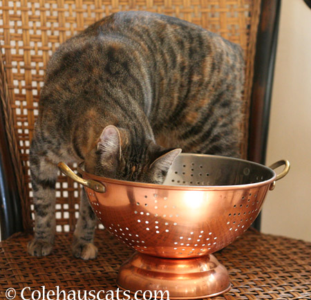 To the bottom of a colander - © Colehauscats.com