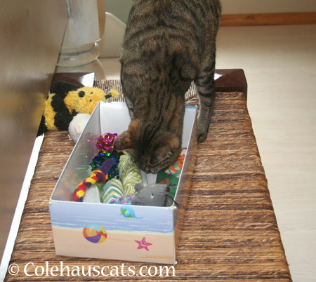 To the bottom of a toy box - © Colehauscats.com