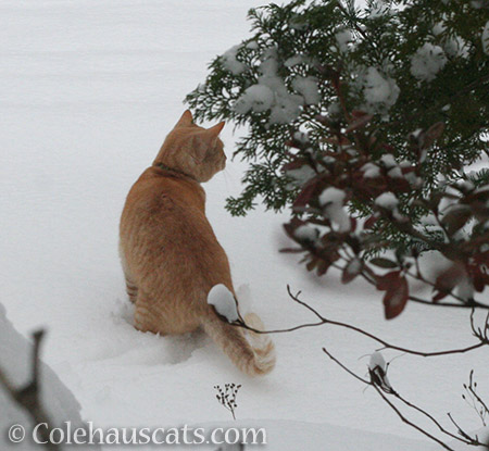 W hunting again - © Colehauscats.com