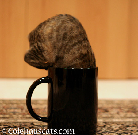 To the bottom of a coffee mug -  © Colehauscats.com