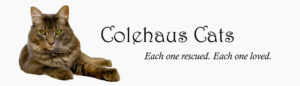 Original Colehaus Cats blog header with angel Cameron - © Colehauscats.com