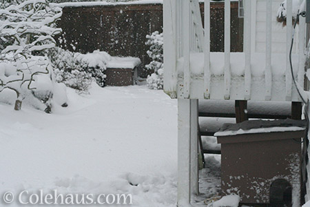 Feral shelters in snow - © Colehaus.com