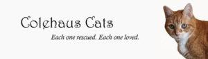 Original Colehaus Cats blog header featuring angel Zooot - © Colehauscats.com