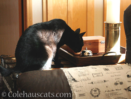 Passing the sniff test - © Colehauscats.com