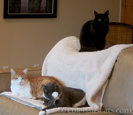 Quint, Tessa, & Olivia - © Colehauscats.com