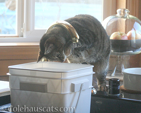 Viola discovers a bucket - © Colehauscats.com