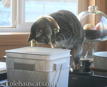 Viola loves dripping water - © Colehauscats.com