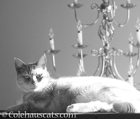 Miss Newton in black and white - © Colehauscats.com