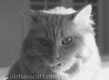 Pia in black and white - © Colehauscats.com