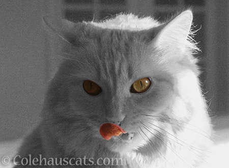 Pia's hint of color - © Colehauscats.com