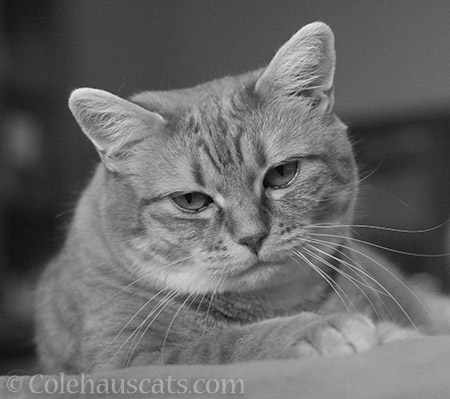 Zuzu in black and white - © Colehauscats.com
