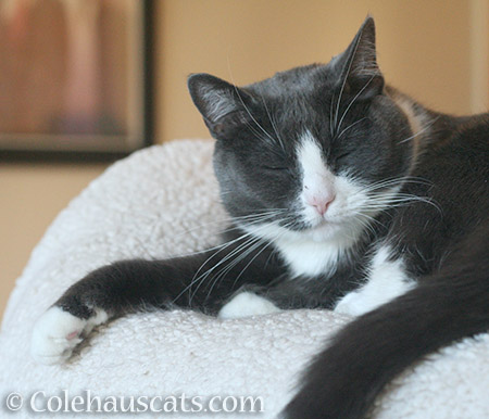 Tessa a.k.a. Fights MacTroublesome - © Colehauscats.com