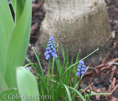 Grape Hyacinths - © Colehaus.com