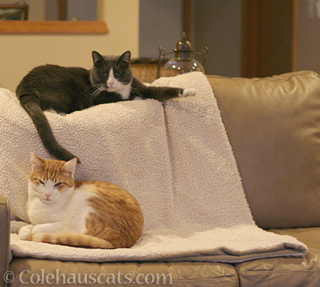 Quint and Tessa - © Colehauscats.com