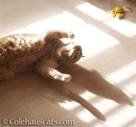 Comfortable with being silly - © Colehauscats.com