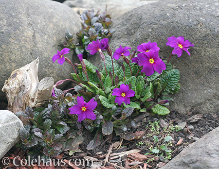 Spring Primroses - © Colehaus.com