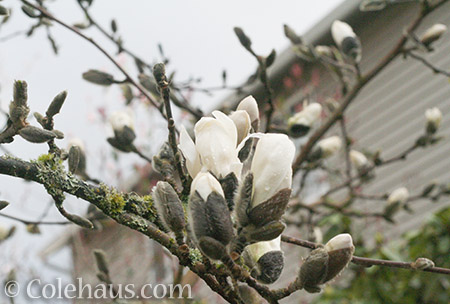 Star Magnolia buds - © Colehaus.com