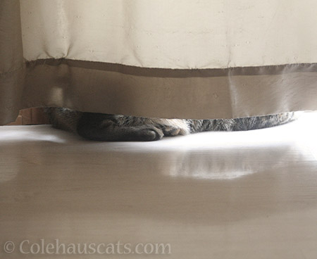 The Squirt sulks - © Colehauscats.com