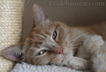 Sunny's Close Up - © Colehauscats.com