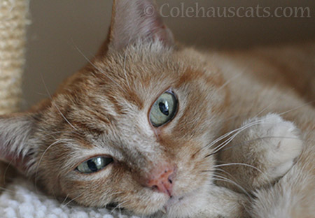 Sunny's Extreme Close Up - © Colehauscats.com