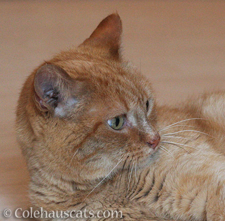 Or looking away from the camera - © Colehauscats.com