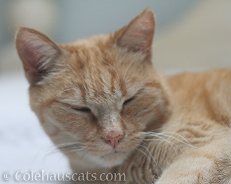 Sunny napping to the soothing sound of more rain - © Colehauscats.com