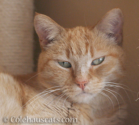 Sunny likes the camera - © Colehauscats.com