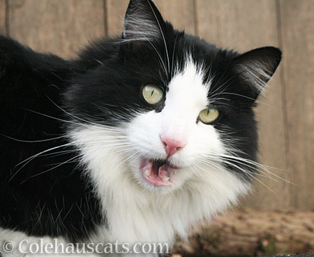 Sweet Teese is a talker - © Colehauscats.com