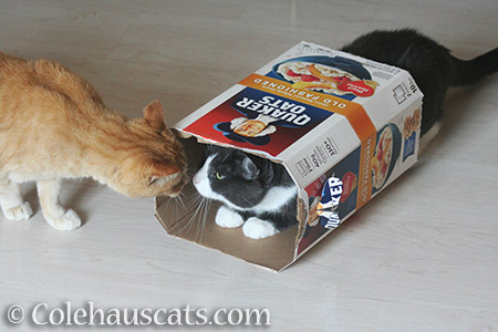 Sunny and Tessa (in box) - © Colehauscats.com