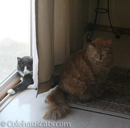 Tessa and Pia - © Colehauscats.com