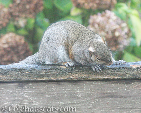 The squirrel named Tilt - © Colehauscats.com
