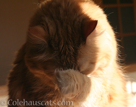 Unhappy over ear cleaning - © Colehauscats.com