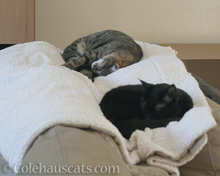 Viola and Olivia - © Colehauscats.com