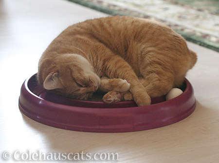 Zuzu's Ring o' Sleepytime - © Colehauscats.com