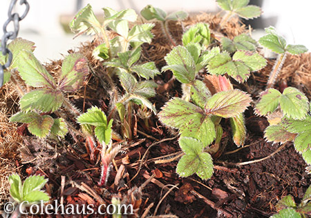 Strawberry plants coming up - © Colehaus.com