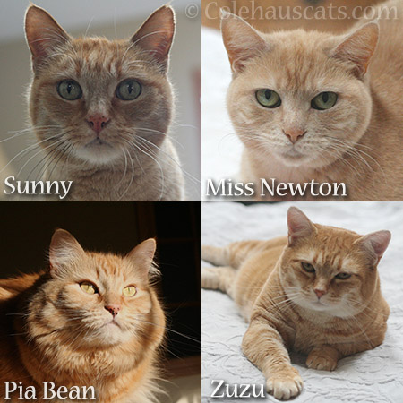 Our ginger girls - © Colehauscats.com