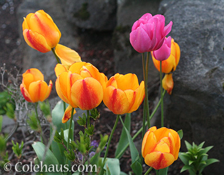 Bright Tulips - © Colehaus.com